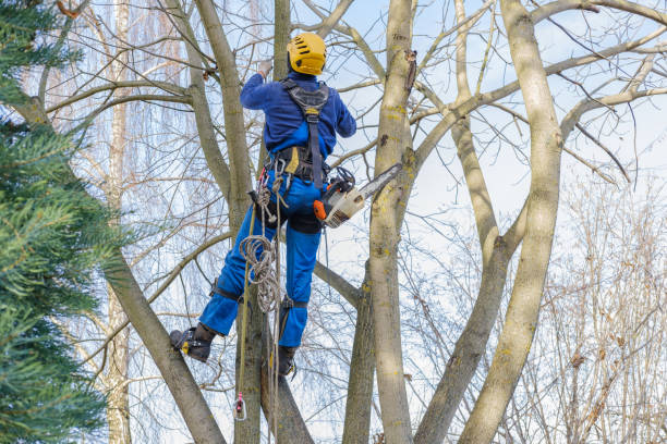 How Our Tree Care Process Works  in  Anahuac, TX