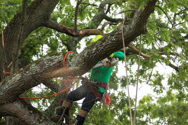 Leaf Removal in Anahuac, TX