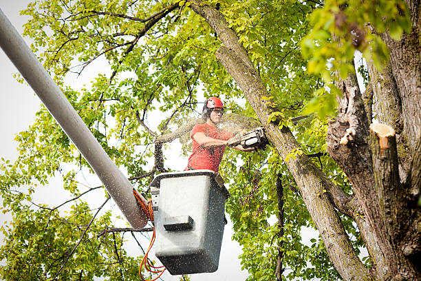 Best Leaf Removal  in Anahuac, TX