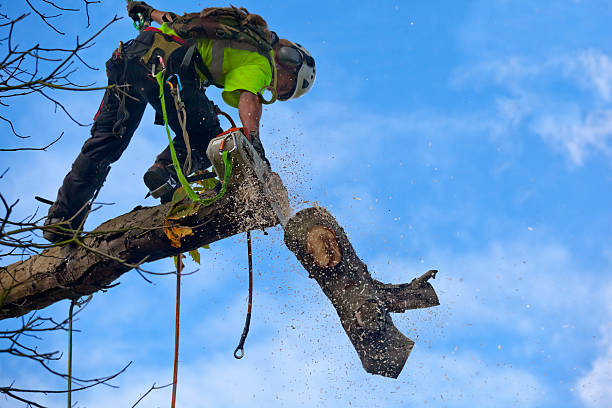 Professional Tree Care in Anahuac, TX